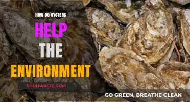 Oysters: Nature's Eco-Heroes Cleaning Waterways and Restoring Ecosystems
