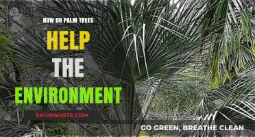 Palm Trees: Nature's Eco-Friendly Allies for a Greener Planet