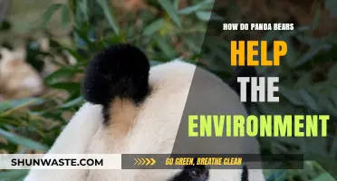 Pandas' Eco-Impact: How These Bears Benefit Our Environment