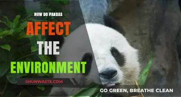 Pandas' Environmental Impact: Conservation, Habitat, and Ecosystem Balance Explored