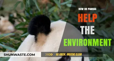 Pandas' Role in Preserving Ecosystems and Boosting Environmental Health