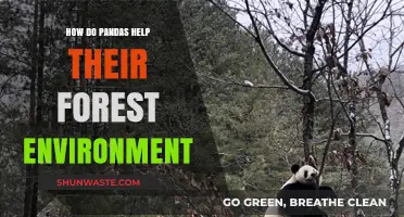 Pandas' Vital Role in Preserving and Enriching Forest Ecosystems