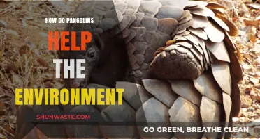 Pangolins: Unsung Heroes in Ecosystem Balance and Environmental Health