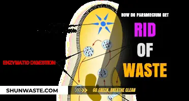 Waste Management in Paramecium: Understanding Their Unique Excretion Process