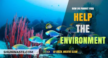 Parrotfish: Vital Reef Protectors and Ecosystem Guardians of Our Oceans