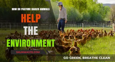Pasture-Raised Animals: Sustainable Farming for a Healthier Planet