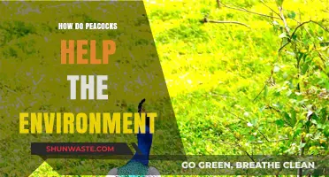 Peacocks' Vital Role in Ecosystem Balance and Environmental Health