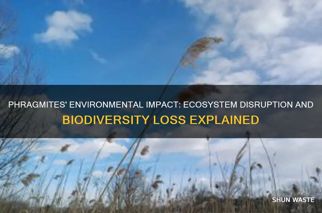 how do phragmites affect the environment