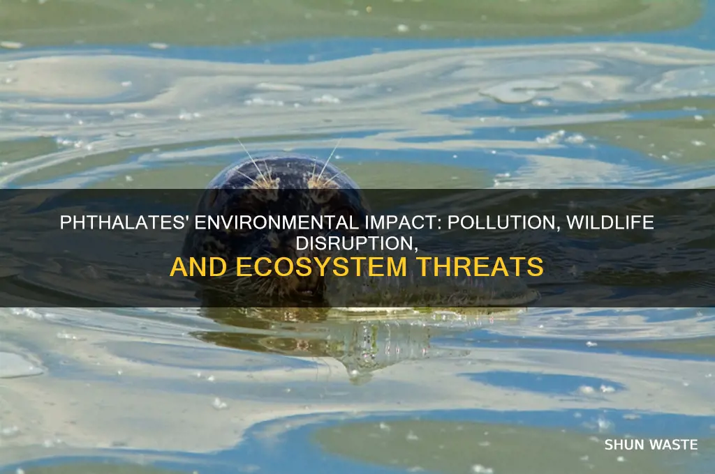 how do phthalates affect the environment
