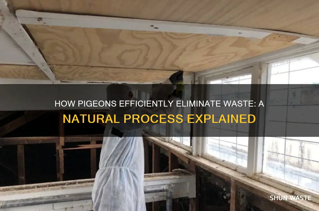 how do pigeons get rid of their waste