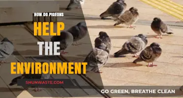 Pigeons' Surprising Role in Urban Ecosystems and Environmental Balance
