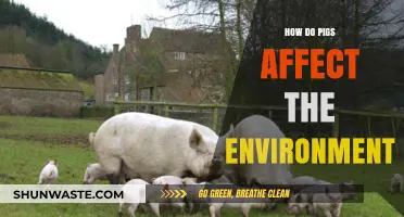 Pigs' Environmental Impact: Exploring Their Role in Ecosystems and Climate