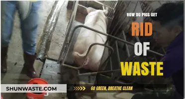 Pigs' Waste Management: Natural Methods for Clean and Healthy Farms