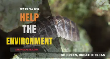Pill Bugs: Unsung Heroes in Soil Health and Ecosystem Balance