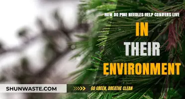 Pine Needles: Conifers' Survival Secrets in Harsh Environments Explained