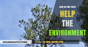 Pine Trees: Nature's Heroes in Environmental Protection and Sustainability
