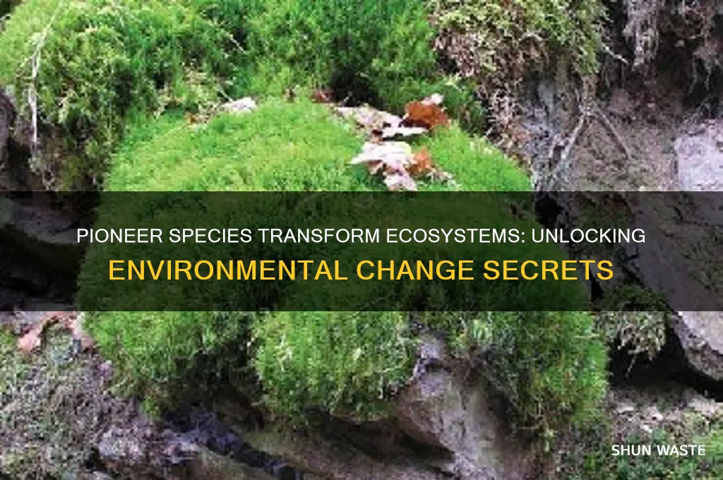 how do pioneer species change environments so that
