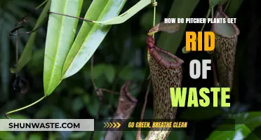 Pitcher Plants' Waste Disposal: Unveiling Their Unique Digestive Strategies