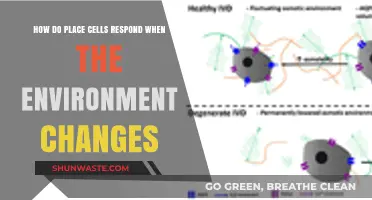 How Place Cells Adapt to Environmental Changes: A Neural Exploration