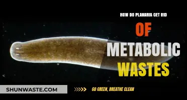 Planaria's Waste Management: Efficient Elimination of Metabolic Byproducts Explained