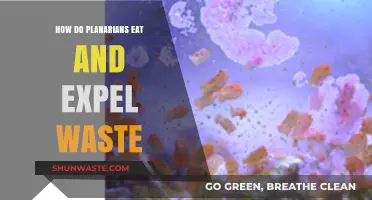 Planarian Feeding and Waste Excretion: A Simple Yet Efficient System