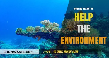 Plankton's Vital Role: Sustaining Ecosystems and Earth's Climate Balance