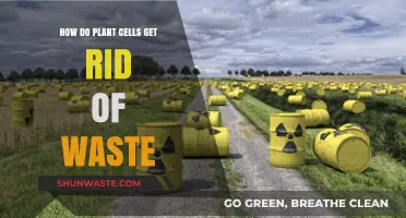 Efficient Waste Management: How Plant Cells Eliminate Toxins and Byproducts