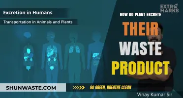 How Plants Excrete Waste: Unveiling Their Unique Detoxification Process