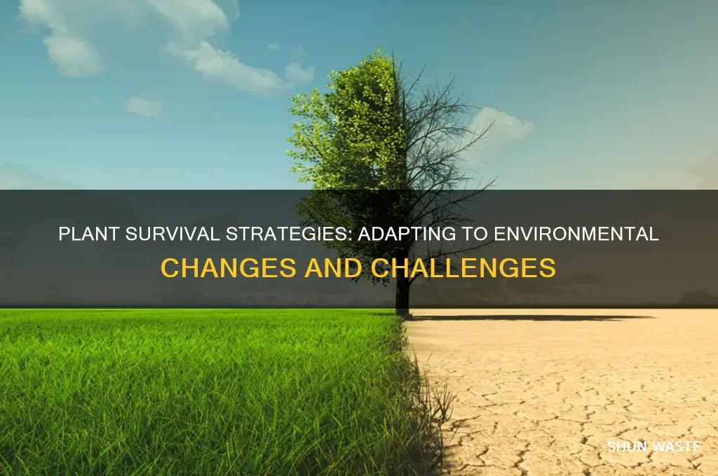 how do plants adapt to changes in their environment