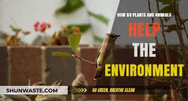 Nature's Guardians: How Plants and Animals Sustain Our Environment