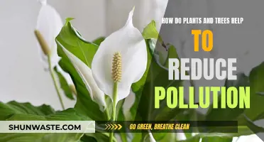 Nature's Purifiers: Plants and Trees Reduce Pollution