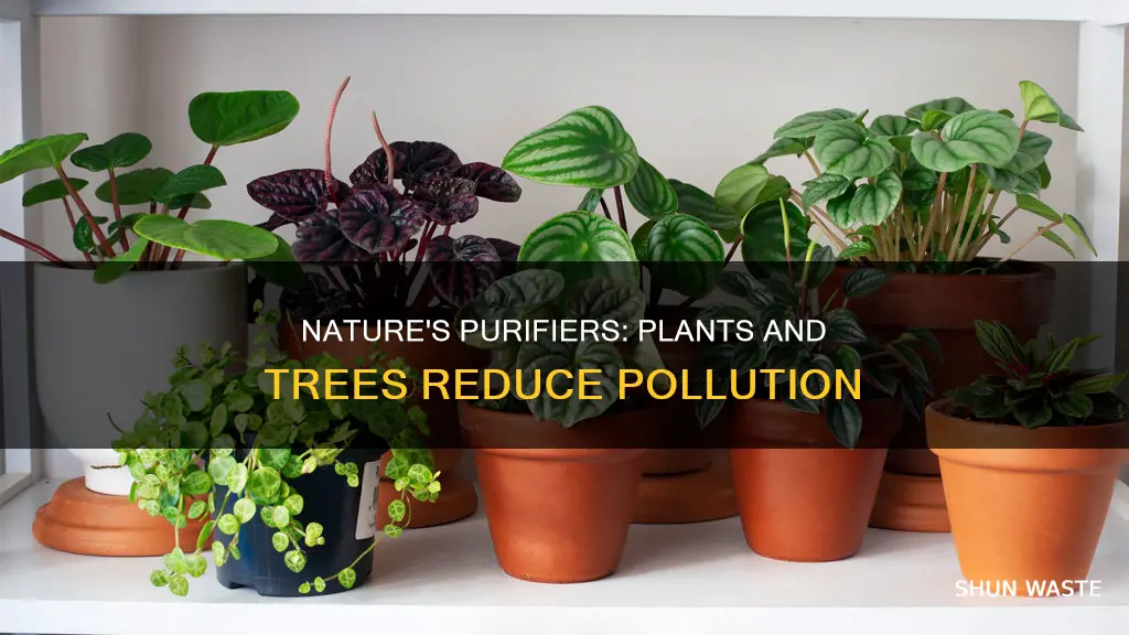 how do plants and trees help to reduce pollution