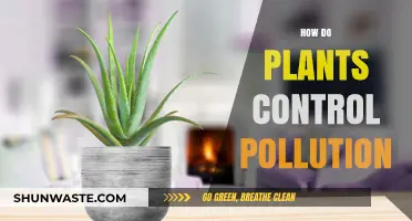 Plants' Pollution Control: Nature's Solution