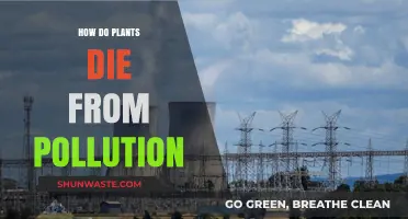 Plants, Pollution, and Death: Understanding the Lethal Link