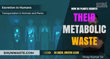 Plant Waste Disposal: Unveiling Metabolic Byproduct Elimination Mechanisms
