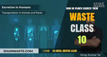 How Plants Excrete Waste: A Class 10 Biology Guide
