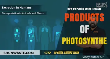 How Plants Excrete Photosynthesis Waste: Unveiling Nature's Efficient Detox Process