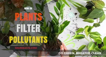 Plants: Nature's Air Purifiers and Pollution Fighters