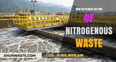 How Plants Efficiently Eliminate Nitrogenous Waste: A Natural Process