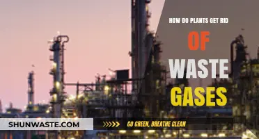 How Plants Efficiently Eliminate Waste Gases: A Natural Process Explained