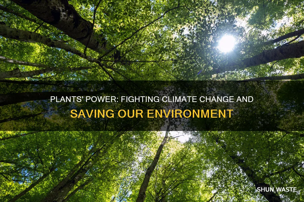 how do plants help the environment and with climate change