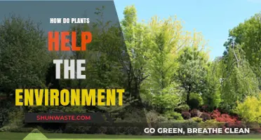 How Plants Purify Air, Conserve Water, and Sustain Ecosystems