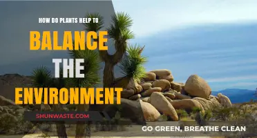 Plants' Vital Role in Sustaining and Balancing Our Ecosystem