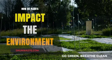 How Plants Shape Ecosystems and Influence Our Environment