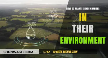 Plant Perception: Unveiling How Flora Detect Environmental Changes