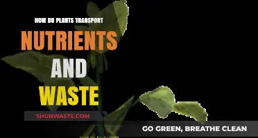 Plant Nutrient Transport: How Plants Move Nutrients and Waste