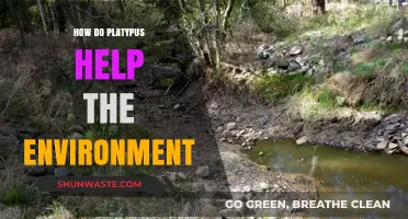 Platypus Power: Uncovering Their Vital Role in Ecosystem Health