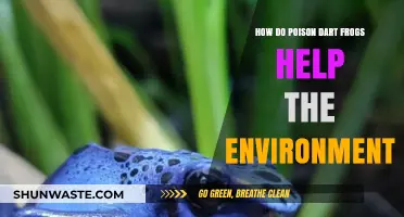 Poison Dart Frogs: Tiny Guardians of Rainforest Ecosystems and Biodiversity