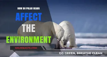Polar Bears' Role in Shaping Arctic Ecosystems and Climate Balance