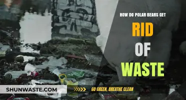 Polar Bears' Waste Disposal: Nature's Unique Elimination Strategies Explained